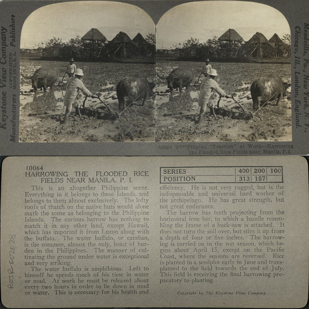 Filipino “Tractors” at Work – Harrowing the Flooded Rice Fields near, Manila, P. I.